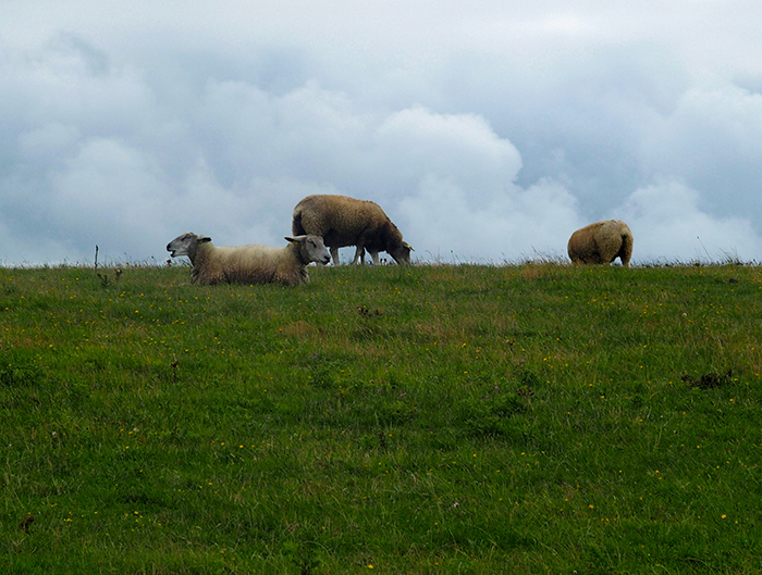 photo de moutons au Cap Gris-Nez